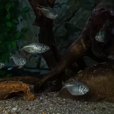 Peixes prateados num aquário com cascalho e troncos decorativos castanhos
