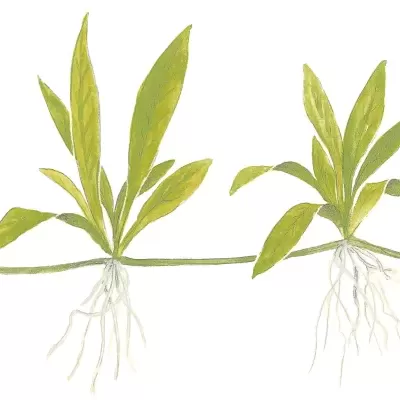 Ilustração de duas plantas com folhas verdes e raízes brancas