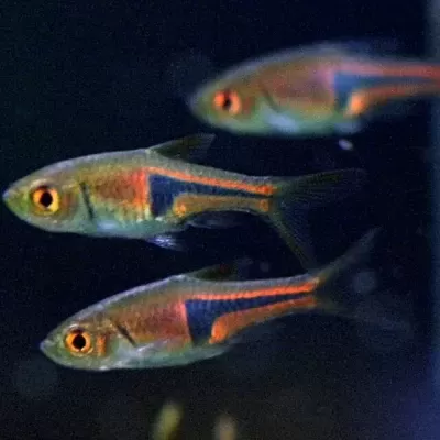 Peixes pequenos cinza e laranja num aquário escuro