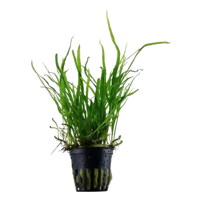 Planta aquática verde num vaso de plástico preto com substrato.