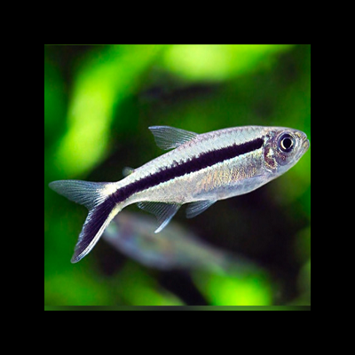 Peixe tropical pequeno prateado com faixa preta e barbatanas translúcidas em aquário verde