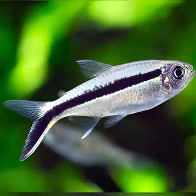 Peixe tropical prateado com faixa preta em fundo verde
