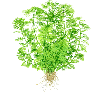 Planta aquática verde com raízes expostas em fundo branco