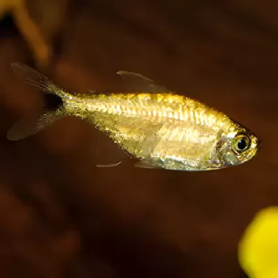 Peixe dourado translúcido nadando em água com fundo escuro