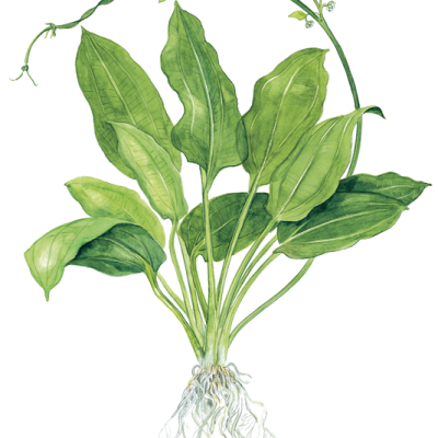 Ilustração botânica de planta com folhas verdes e raízes expostas