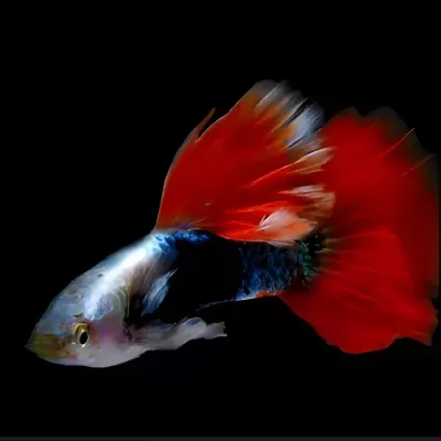 Peixe betta com corpo branco e azul escuro e cauda grande vermelha em fundo preto