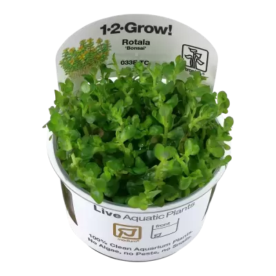 Planta aquática viva Rotala Bonsai em vaso branco com etiqueta informativa