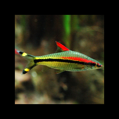Peixe tropical colorido com faixa preta e vermelha nadando em água verde