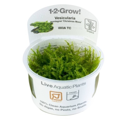 Plantas aquáticas vivas Vesicularia montagnei Christmas Moss numa embalagem plástica.