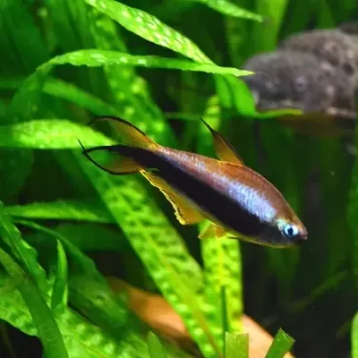 Peixe de aquário laranja metálico com nadadeiras negras e amarelas em plantas aquáticas verdes