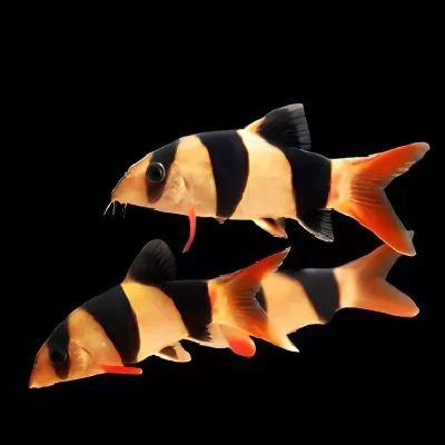Peixe ornamento tipo peixe zebra com corpo laranja, branco e barras negras.