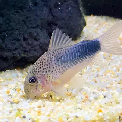 Peixe Corydoras em aquário com cascalho colorido e pedra preta