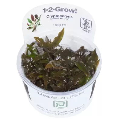 Planta aquática Cryptocoryne wendtii Mi Oya em copo plástico com rótulo branco