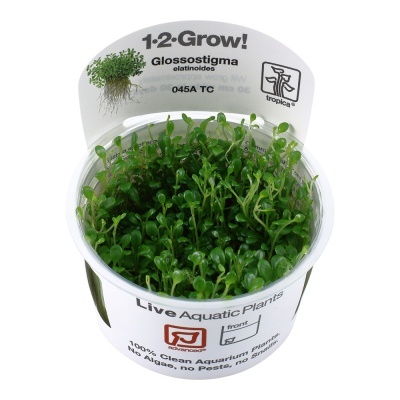 Planta aquática viva Glossostigma em recipiente com rótulo branco