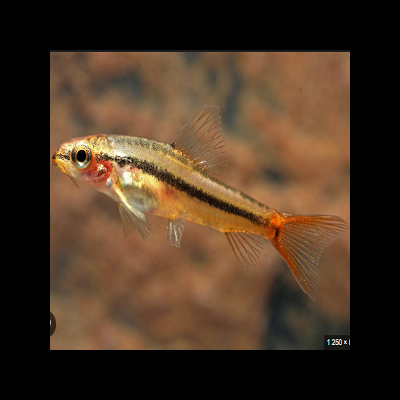 Peixe amarelo com listra preta em fundo desfocado castanho