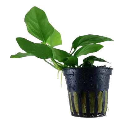 Planta com folhas verdes em vaso preto com gotas de água