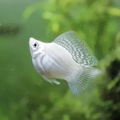 Peixe ornamental branco com nadadeiras translúcidas e padrão azul no aquário