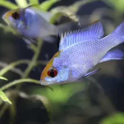 Peixes azuis com olhos vermelhos nadando em aquário com plantas verdes