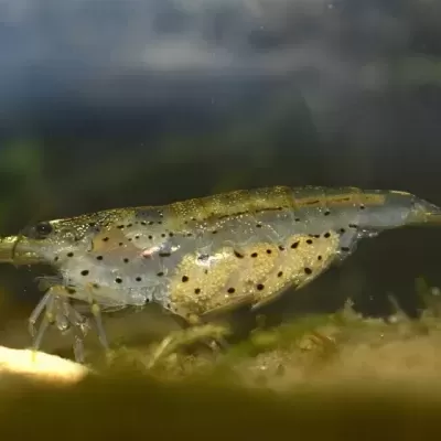 Camarão de água doce translúcido com manchas pretas e douradas em ambiente aquático