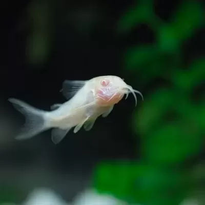 Peixe albino com olhos rosados em ambiente aquático