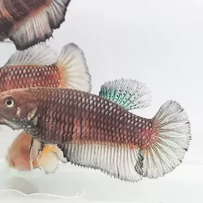 Peixe Betta castanho com barbatanas azul esverdeadas em fundo branco