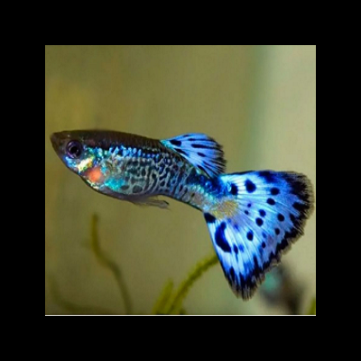GUPPY&#x20;PEL&#x20;SERPENTE&#x20;AZUL&#x20;&#x28;vende-se&#x20;casais&#x29;