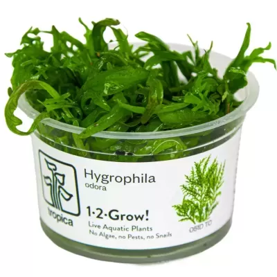 Planta aquática Hygrophila numa embalagem plástica com etiqueta informativa.