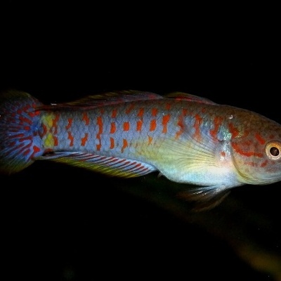 Peixe azul-acinzentado com padrões vermelhos