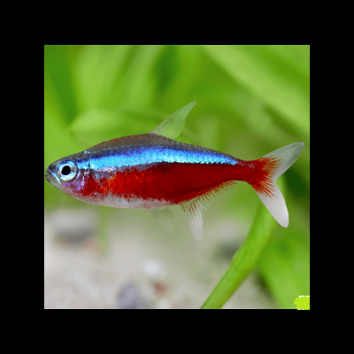 Peixe neon tetras colorido em aquário com plantas verdes