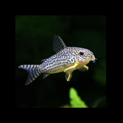 Peixe de água doce com padrões cinza e branco em fundo aquático escuro