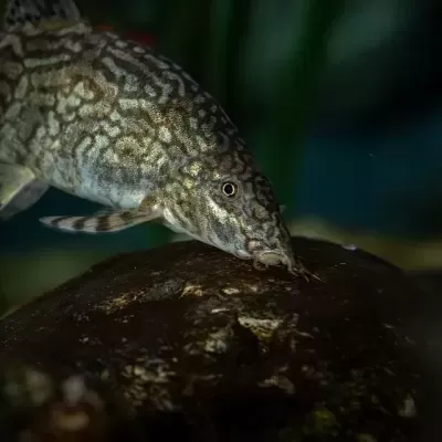 Peixe com padrões cinzentos e castanhos sobre uma rocha escura em ambiente aquático
