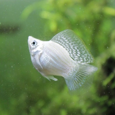 Peixe branco com nadadeiras riscas num aquário com plantas verdes