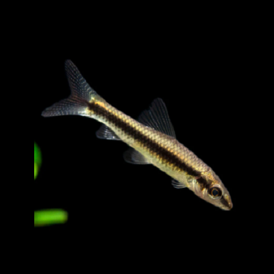 Peixe pequeno com corpo prateado e faixa escura nadando em fundo preto