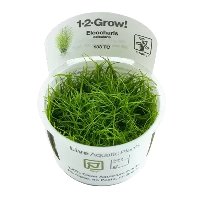 Vaso com plantas aquáticas Eleocharis acicularis e etiquetas informativas