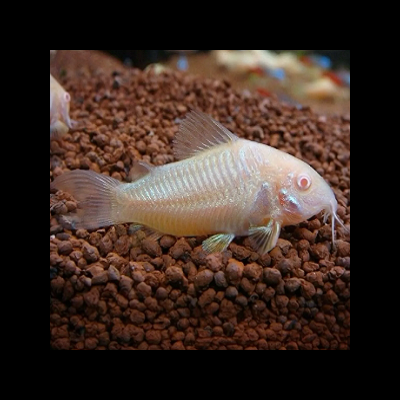 Peixe branco translúcido com olhos vermelhos e barbatanas sobre pedras marrons