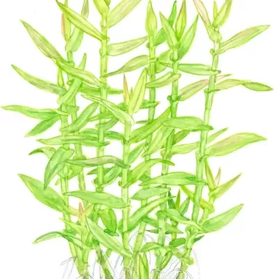 Ilustração de planta verde com folhas e raízes em fundo branco