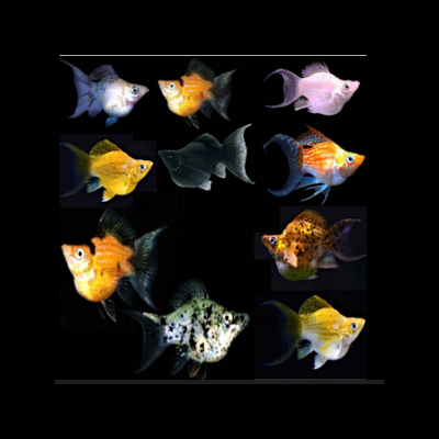 Dez peixes tropicais coloridos sobre fundo preto