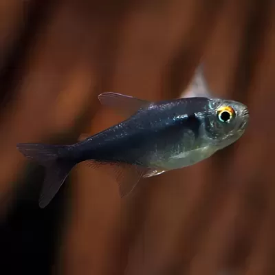Peixe azul metálico com olhos amarelos e pretos em fundo castanho desfocado
