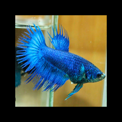 Peixe Betta azul com barbatanas longas em aquário