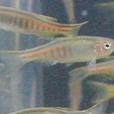 Peixes pequenos translúcidos com riscas amarelas e laranja em água