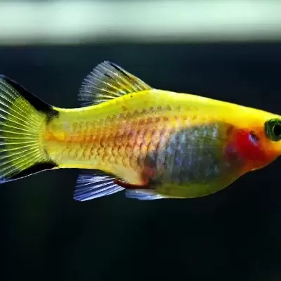 Peixe amarelo translúcido com nadadeiras e detalhe vermelho na cabeça