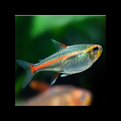 Peixe tropical pequeno com corpo translúcido e faixa laranja