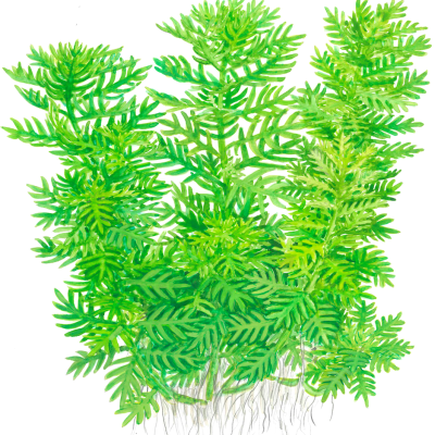 Plantas verdes com folhas finas e raízes visíveis sobre fundo branco