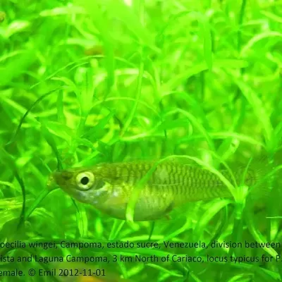 Peixe Poecilia wingei em aquário com plantas verdes e texto sobre a espécie.