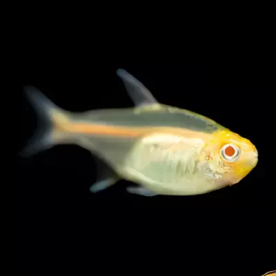 Peixe translúcido com cabeça amarela e linha laranja no corpo