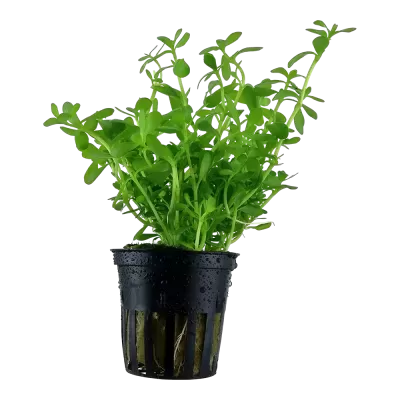 Planta verde em vaso preto com gotas de água