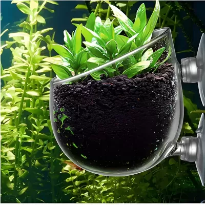 vaso de vidro com plantas verdes e terra escura com ventosas em fundo de vegetação
