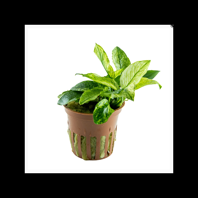 Planta verde em vaso plástico castanho com aberturas