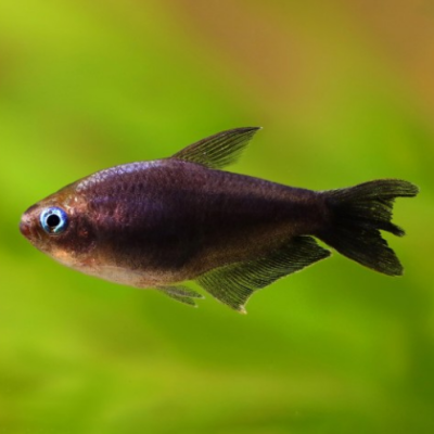 Peixe tropical escuro com olhos azuis em água verde