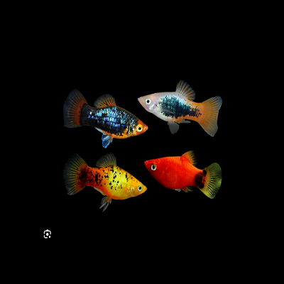 Quatro peixes tropicais coloridos em fundo preto.